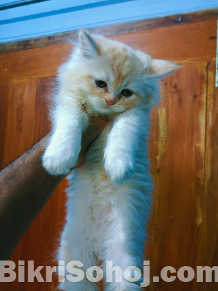 Persian cat